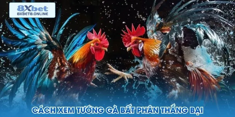 Cách xem tướng gà bất phân thắng bại